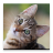 icon Audiobook: Kitten Care 43.0