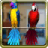 icon Talking Parrot Couple 1.3.5