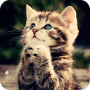 icon Cute Kitten Wallpaper