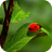 icon Ladybug Wallpapers 1.0