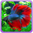 icon Betta Fish Gallery 1.2