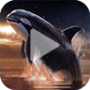 icon Orca Animated Wallpaper