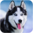 icon Talking Husky 2.0.0