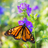 icon Butterfly Wallpapers 1.0