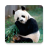 icon HD Pandas Wallpapers 4.2