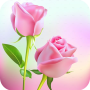 icon Rose Animated Images Gifs - Color Flowers HD 4K
