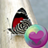 icon Pretty Butterflies HD Wallpapers 2.23.23