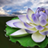 icon Lotus Blom Agtergrond 2.1.7