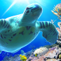 icon Sea Turtle 