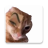 icon Sticker Memes 12.0