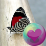 icon Pretty Butterflies HD Wallpapers