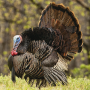 icon Turkey Calls