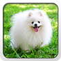 icon com.apex.nova.go.adw.holo.launcher.theme.pomeranian