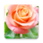 icon Rose Live Wallpaper 1.0.11