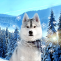icon Cute Winter Live Wallpaper