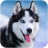 icon Talking Husky 1.9.6