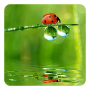 icon Ladybug Live Wallpaper