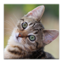 icon Audiobook: Kitten Care