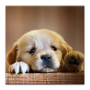 icon Audiobook: Puppy Care