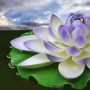 icon Lotus Flower Wallpapers