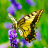 icon Butterfly Wallpaper 2.1.0