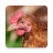 icon Chicken Sounds 3.6.0