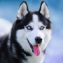 icon Talking Husky